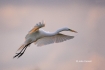 Ardea-alba;Breeding-Plumage;Dawn;Egret;Flying-Bird;Great-Egret;Nest;Nesting;Nest